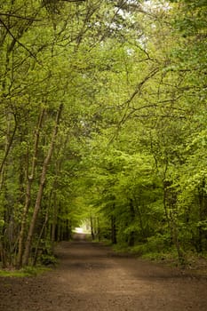 Beautiful English woodland scene with light coming though the trees.