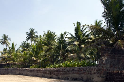 GOA India Beach, beautiful with palm trees.