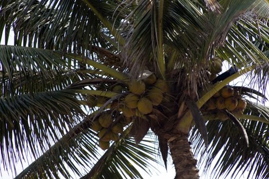 Coconut palm trees against the sky. GOA India beach. Branches of coconut palms under blue sky.