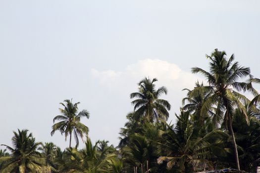 Coconut palm trees against the sky. GOA India beach. Branches of coconut palms under blue sky.