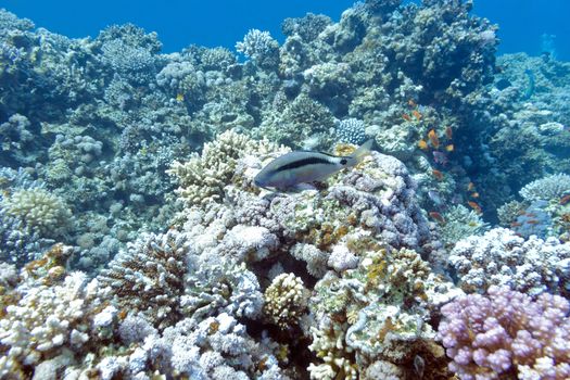 colorful coral reef with single blackspot goatfish at the bottom of tropical sea