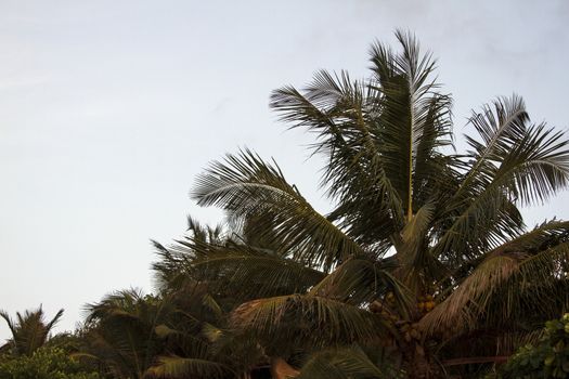 Coconut palm trees against the sky. GOA India beach. Branches of coconut palms under blue sky.