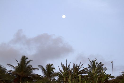 Coconut palm trees against the sky. GOA India beach. Branches of coconut palms under blue sky.