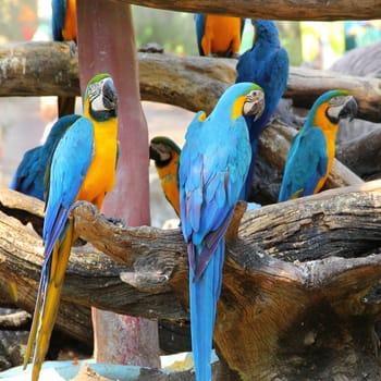 Colorful macaw sitting on the log