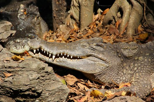 Close-up crocodile resting on ground