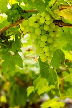 Grapes with green leaves on the vine