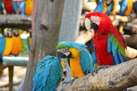 Colorful macaw sitting on the log