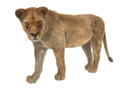 3D digital render of a female lion isolated on white background
