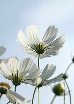 Close up white cosmos flowers in the garden