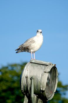 Sitting seagull on sky background