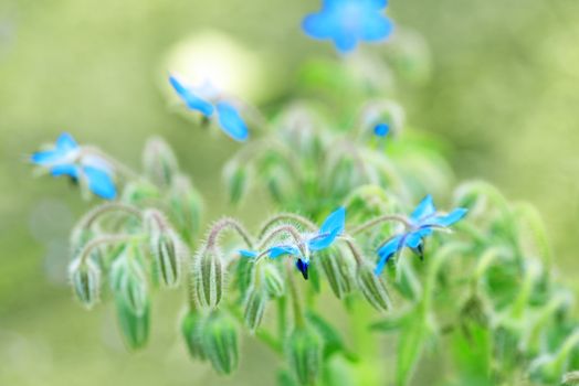 Wild plant flower