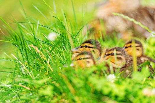 Family of ducks on grass meadow
