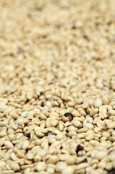 Background texture coffee beans are dried before roasting