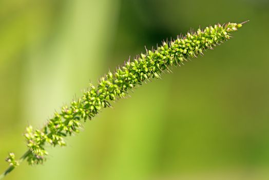 Wild plant flower