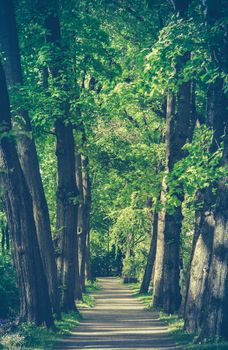 Retro Style Image Of A Pathway Through A Forest