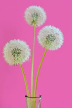 three dandelions in a vase