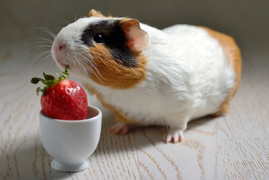 Guinea pig eating a strawberry