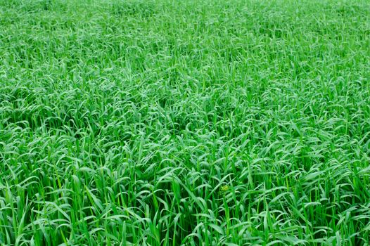 Winter wheat field in may. Grass background.