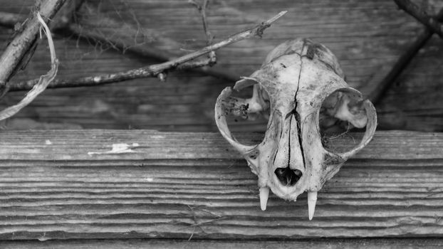 An animal skull rests on the window of an old barn.