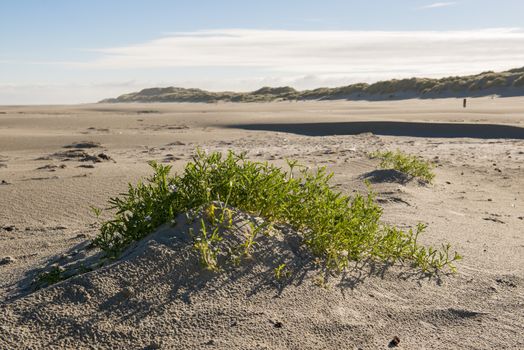 Beach on the island of Terschelling in the Netherlands