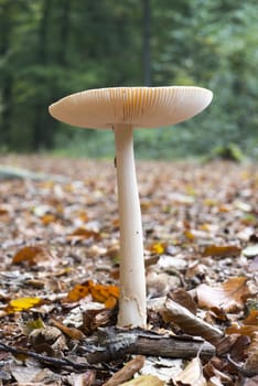 Emanita Gemmata mushroom in nature reserve de Bekendelle in Winterswijk in the Netherlands