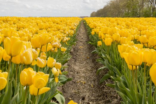 Yellow tulips in the Noordoostpolder in the Netherlands