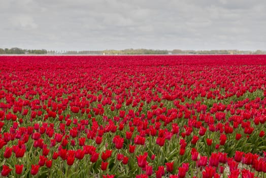 Red tulips in the Noordoostpolder in the Netherlands