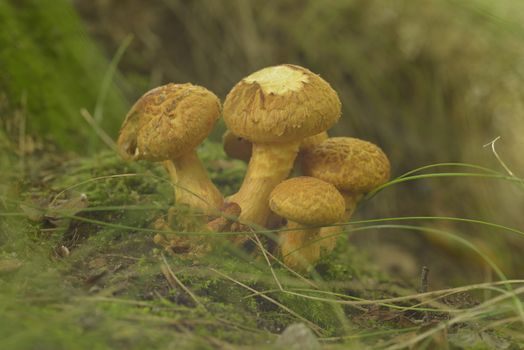 Mushrooms in forest in the autumn in the Netherlands