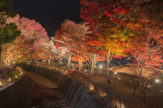 This photo was shot from the area around Mt.Fuji. The Momiji or Maple will light up at night. This is called maple corridor or maple tennel at Nashigawa river, Japan.