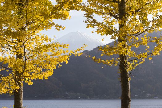 This photo was shot from the area around Mt.Fuji. Ginkgo leaves turn to yellow color in autumn. It is the same time as Maple leaves change color.
