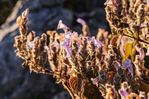 Beautiful wildflowers ,the scientific name "Dichroa febrifuga Lour." found in tropical rainforests altitude of over 5,250 feet above sea level.