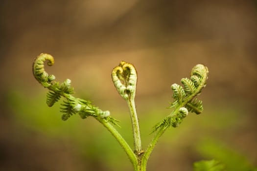 Close up of new fern leaves beginning to open in the English countryside