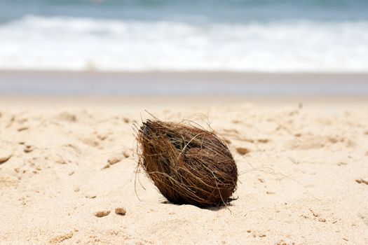 Coconut   on a beautiful beach. India Goa.