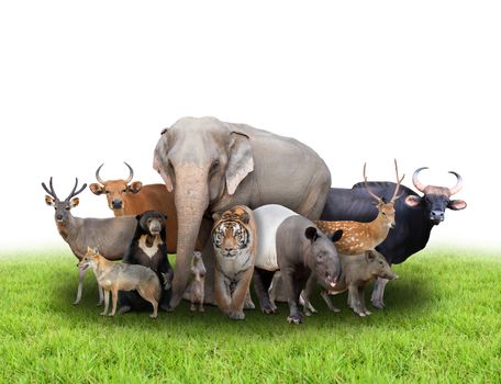 group of asia animals with fresh green grass on white background