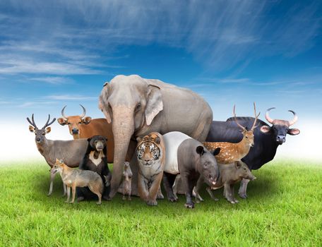 group of asia animals with fresh green grass and blue sky