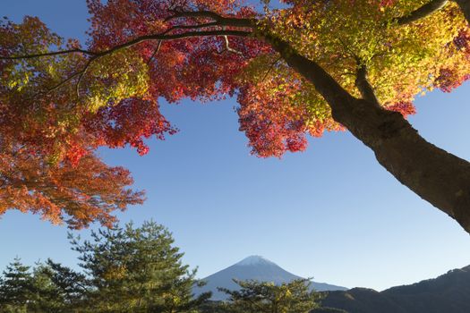 This photo was shot from the area around Mt.Fuji in Autumn. It is time to start snow cap on the top of Mt.Fuji and maple leaves change to autumn color. There are 5 lakes around Mt.Fuji.