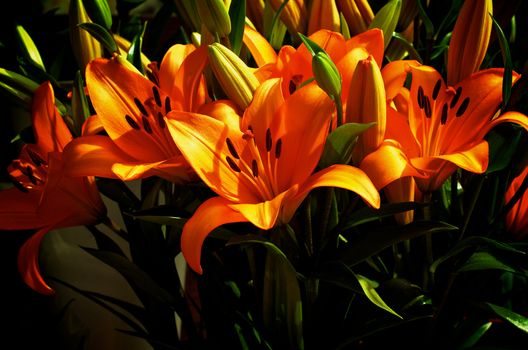 Beautiful Big Orange Fire Lily with Buds and Leafs closeup outdoors