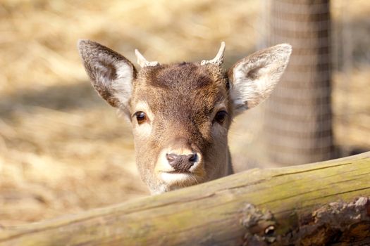 Roe deer fawn