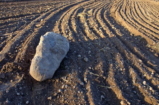 big stone on fresly cultivated farm field soil