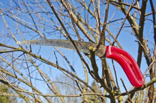 gardener tool handsaw on apple tree branch in spring