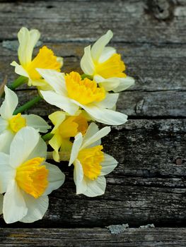 Spring Yellow and White Daffodils Cross Section on Natural Weathered Wooden background