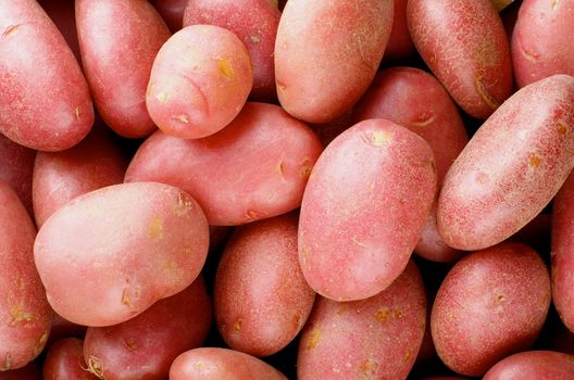 Background of Perfect Ripe Raw Red Potatoes Full Body closeup