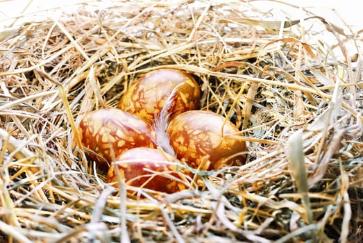 Background with Easter Eggs in bird nest