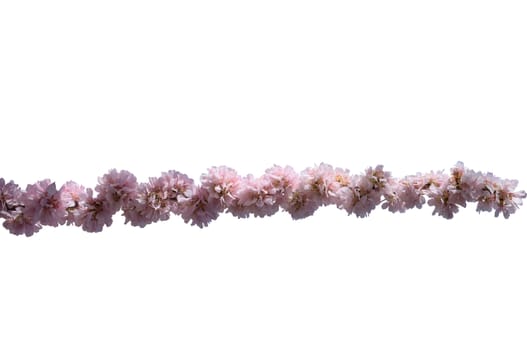 Isolated branch with sakura flowers