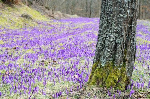 Purple crocus field with patches of green grass behind a mossy tree