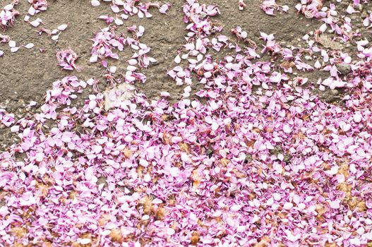petals wisteria on the road