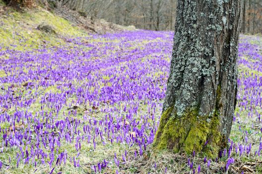 Purple crocus field with patches of green grass behind a mossy tree