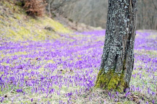 Purple crocus field with patches of green grass behind a mossy tree