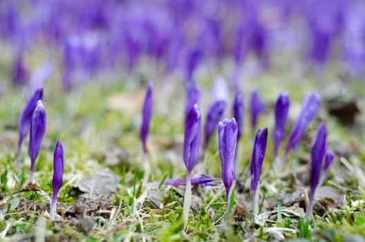 Purple crocus field depth of field