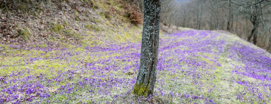 Panoramic purple crocus field with patches of green grass behind a mossy tree
